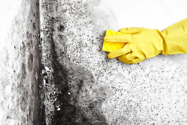 Best HVAC Mold Inspection and Cleaning  in Marshall, MN