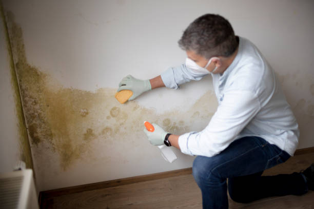 Reliable Marshall, MN Mold Removal Solutions
